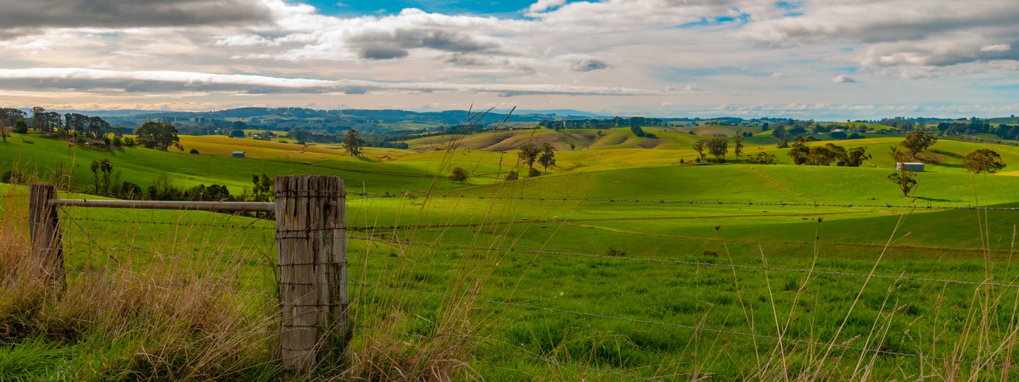 Green dairy country in the Strzelecki Ranges