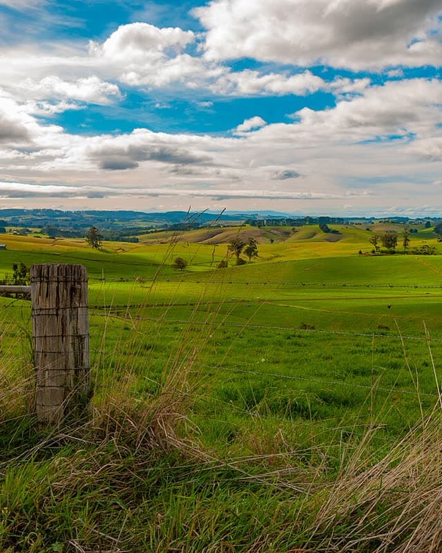Green dairy country in the Strzelecki Ranges