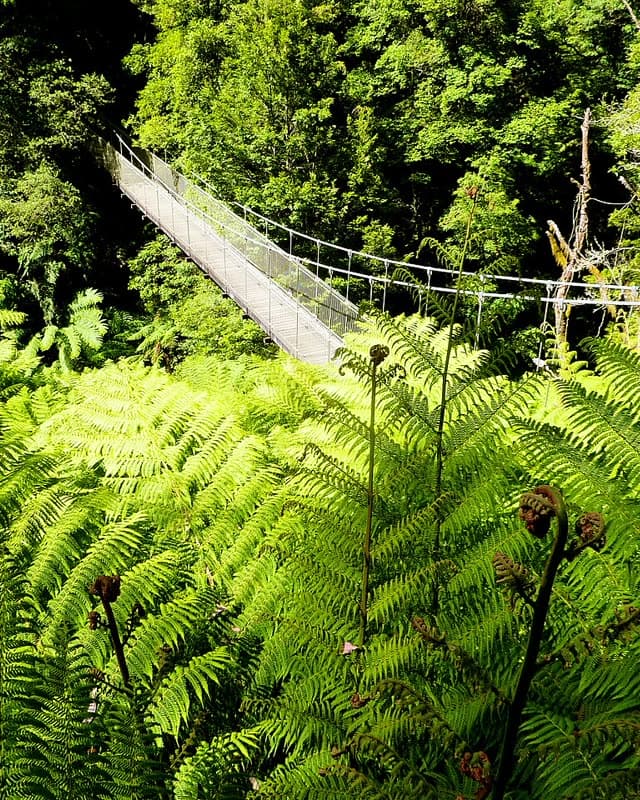 Fern gully at Tarra-Bulga National Park