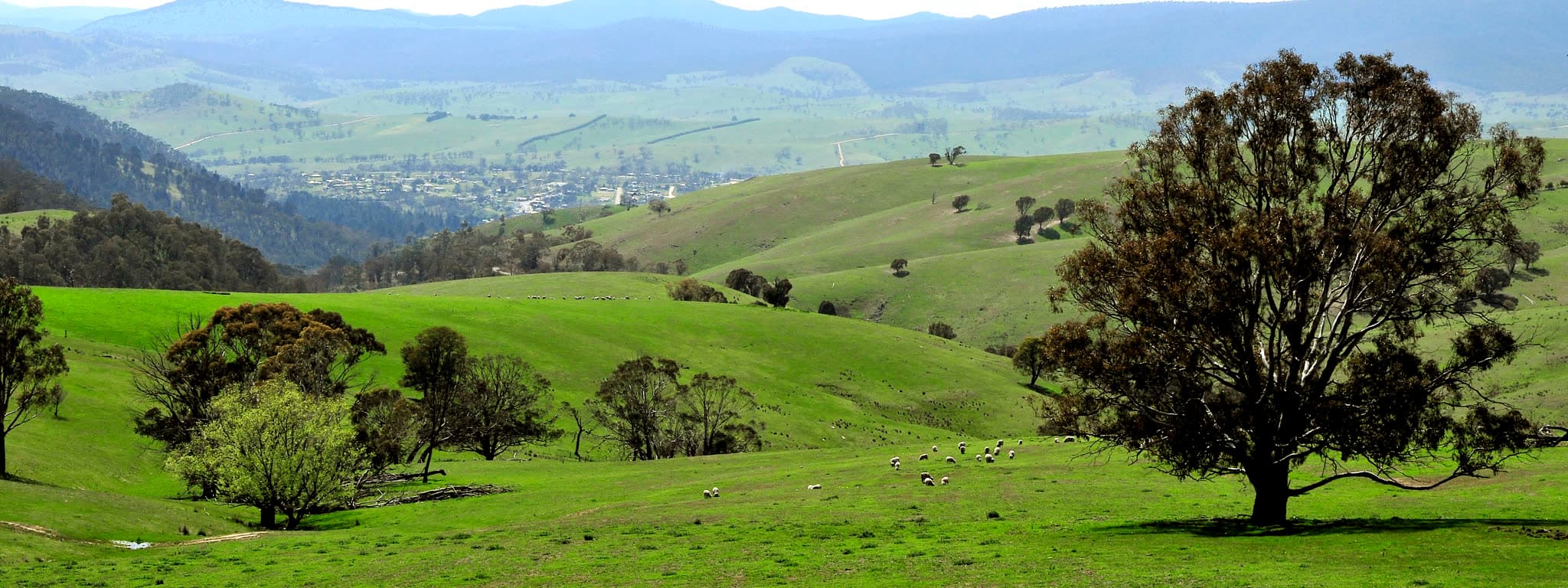Green hills above the Omeo valley